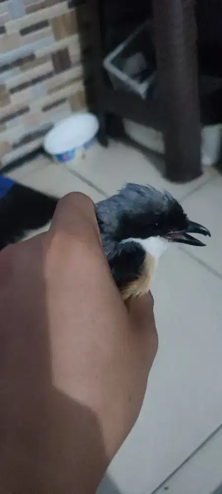 Pentet MH bahan bondol ud bunyi toet toet