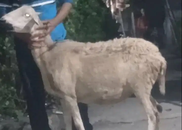 domba betina 35kiloanUP siap domba qurban murmer ekonomisan jamin puas