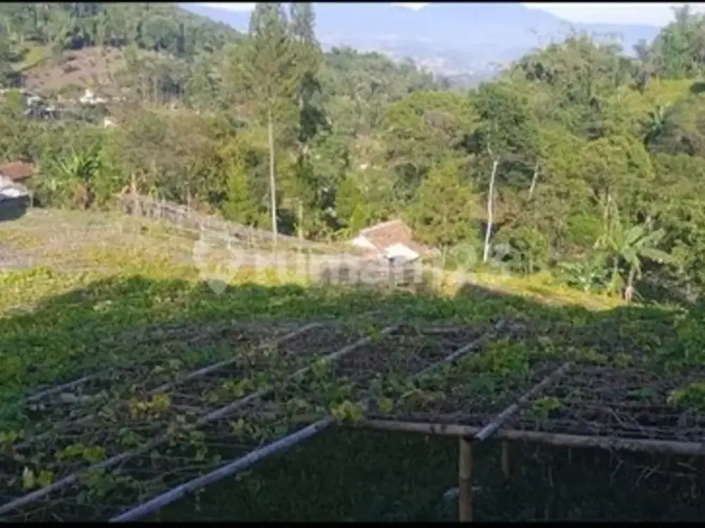 Villa & Kebun Murah Banget Sejuk Asri Di Ciwidey Bandung