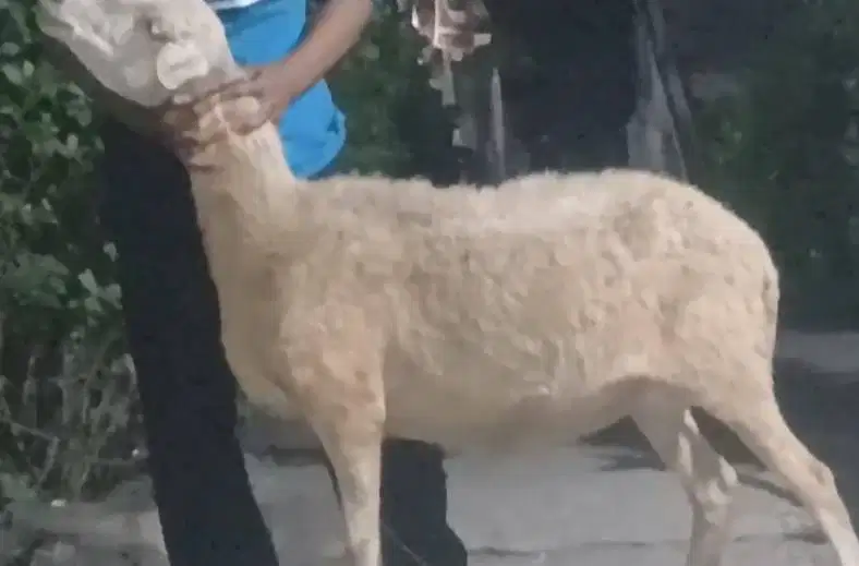 domba biang betina 35kiloan siap domba qurban murmer ekonomisan manteb