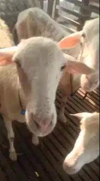 domba betina 35kiloan siap hewan qurban murmer ekonomisan jamin manteb