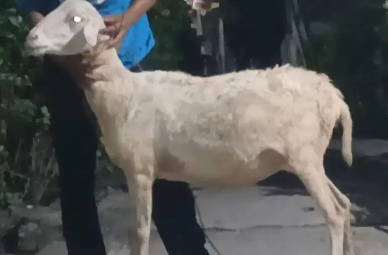domba betina 35kiloan siap hewan qurban murmer ekonomisan jamin manteb