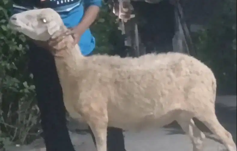 domba betina 35kiloan siap hewan qurban murmer ekonomisan jamin manteb
