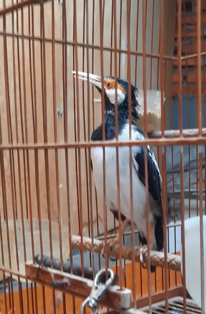 Burung jalak suren gacor jinak