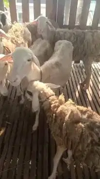 domba betina super 35kiloan siap hewan kurban murmer ekonomisan manteb