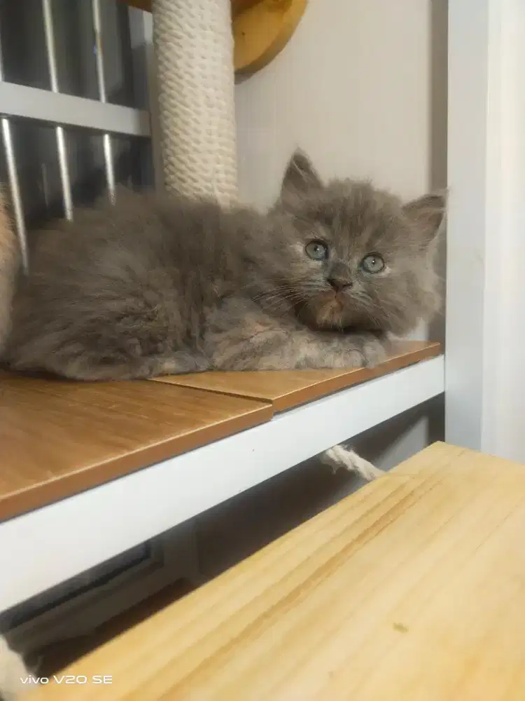Lepas adopt kitten BSH  umur dua bulan jantan