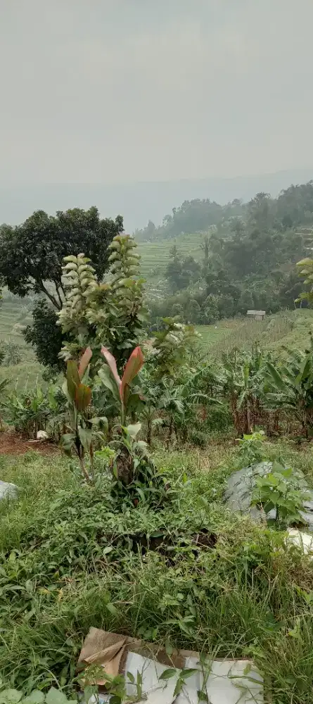 Lahan tanah kebun