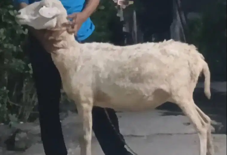 domba betina biangan 35kiloanUP siap hewan qurban murmer ekonomisan ok