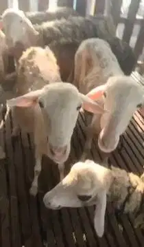 domba betina biangan 35kiloanUP siap hewan qurban murmer ekonomisan ok