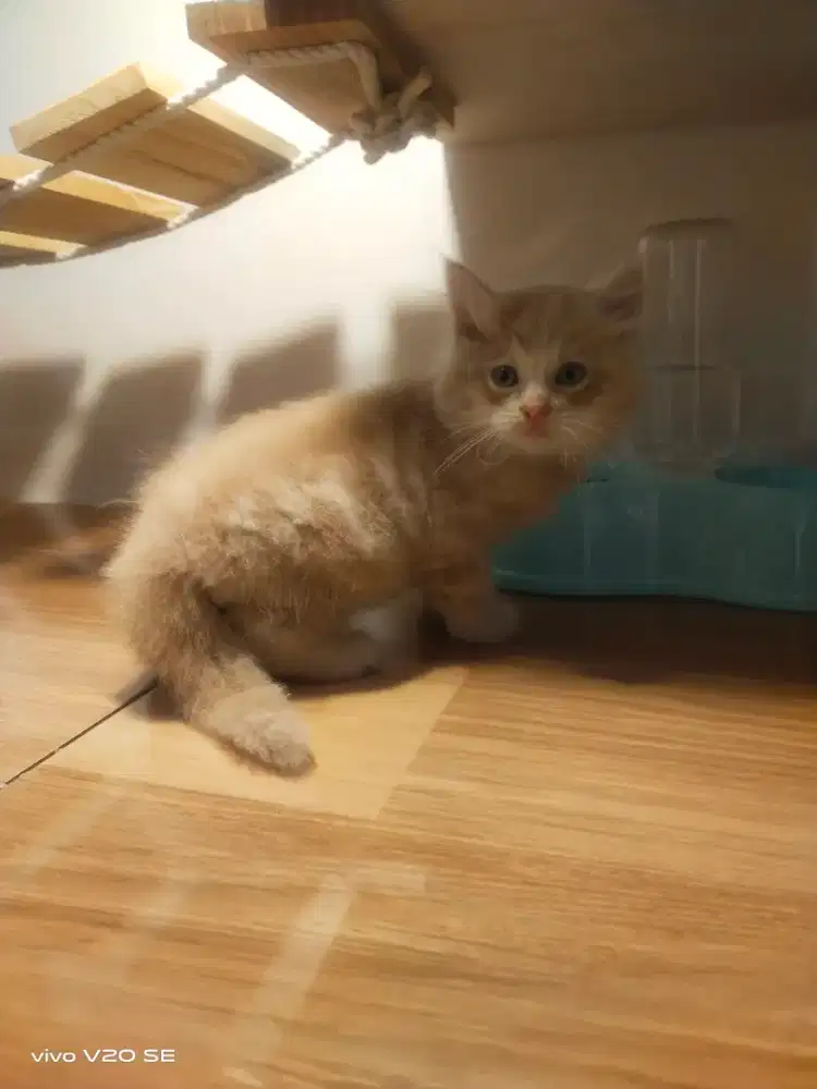 Lepas adopt kitten BSH umur dua bulan jantan