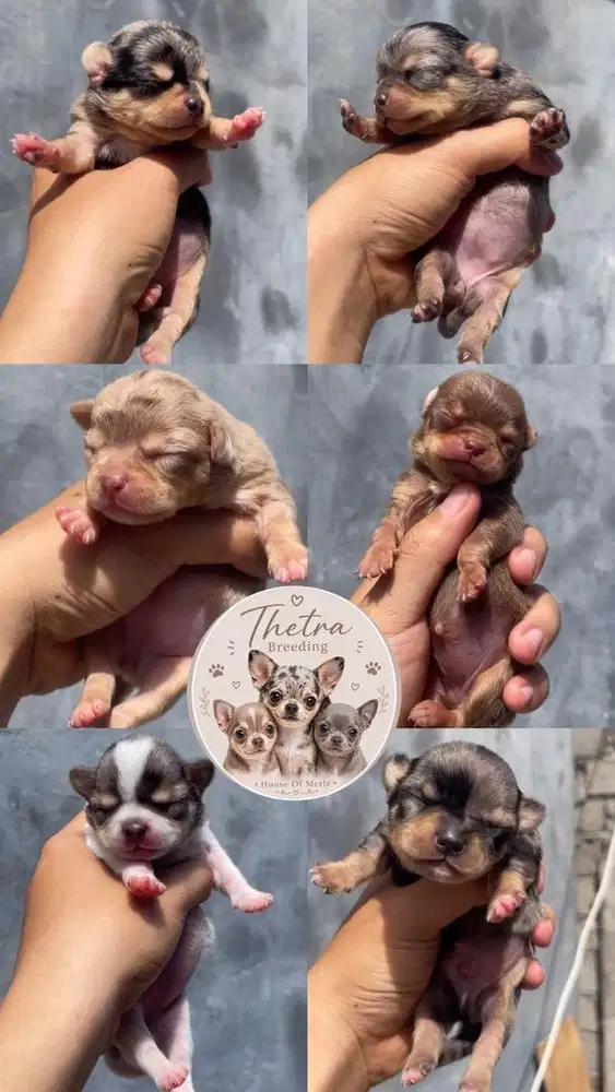 Puppy chihuahua merle