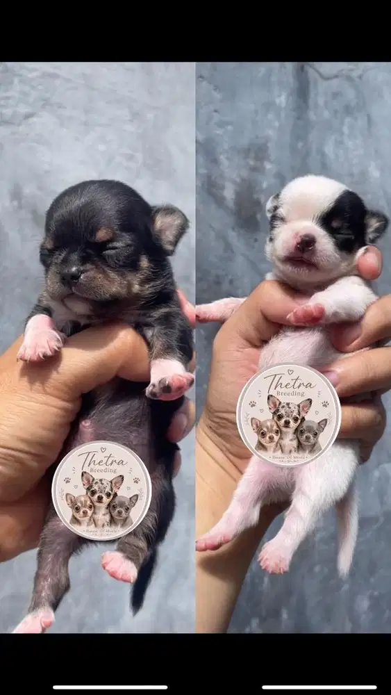 Chihuahua jantan