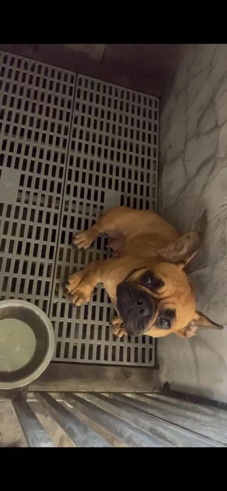 Indukan french bulldog stambum