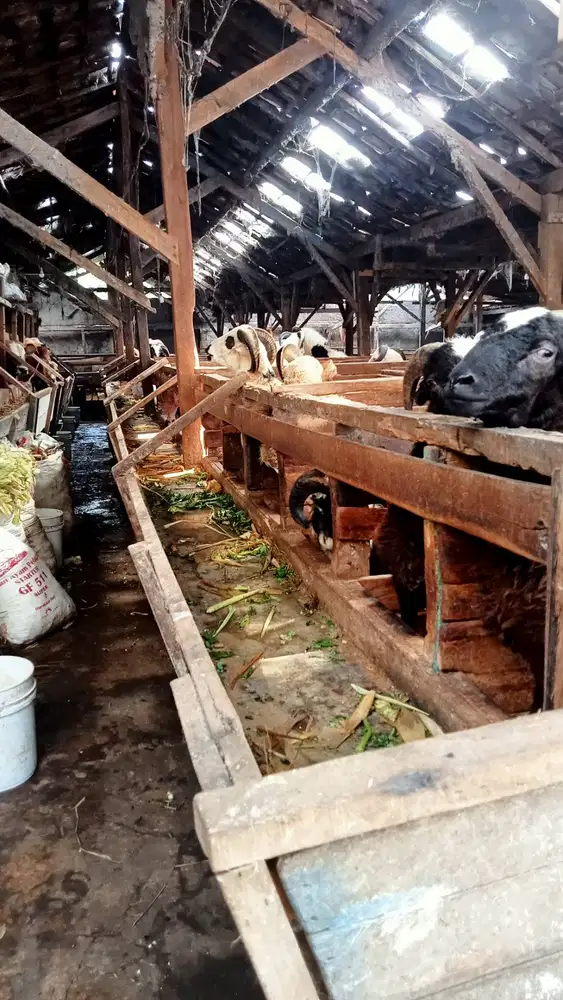 Domba qurban Bandung