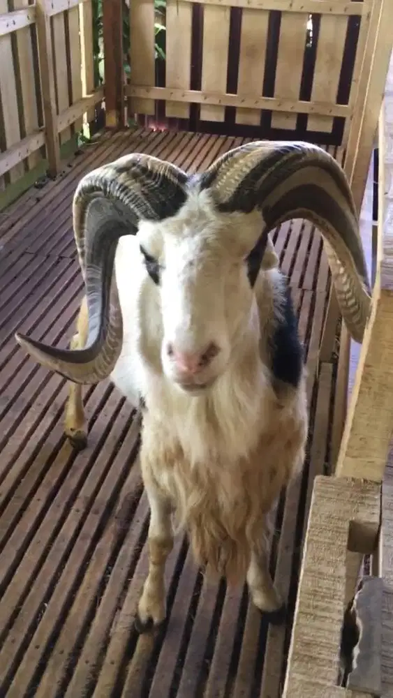 Kambing Domba Qurban Ekonomis
