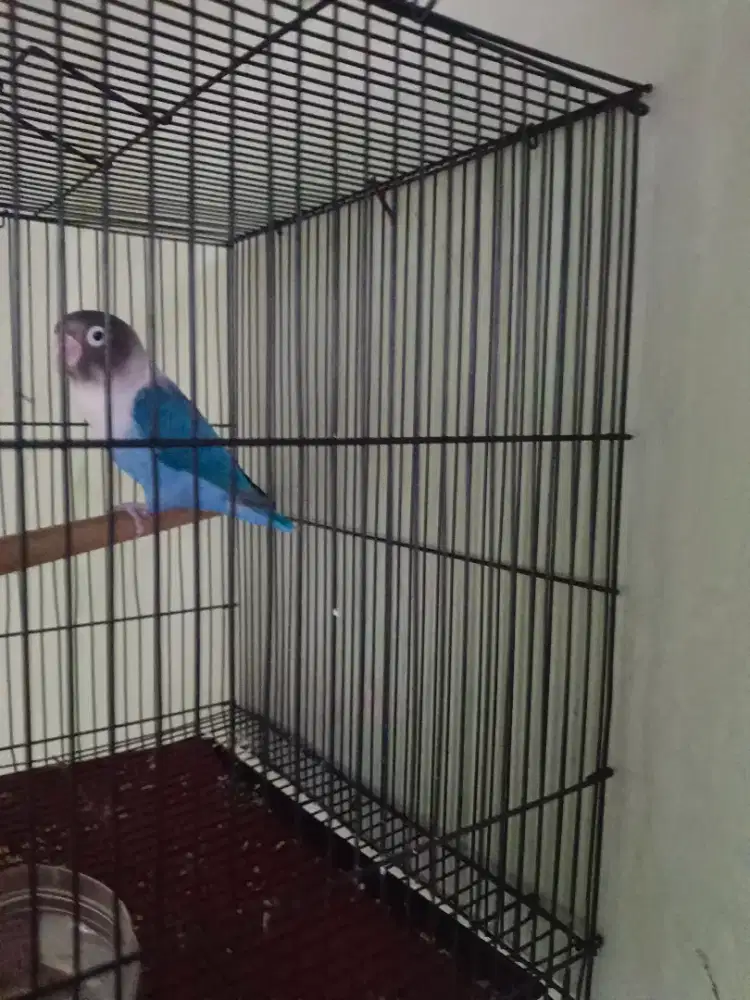 Burung love bird