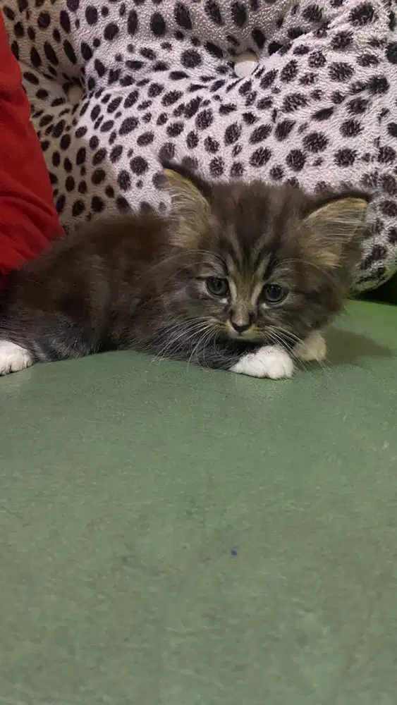 Kucing Ras Munchkin