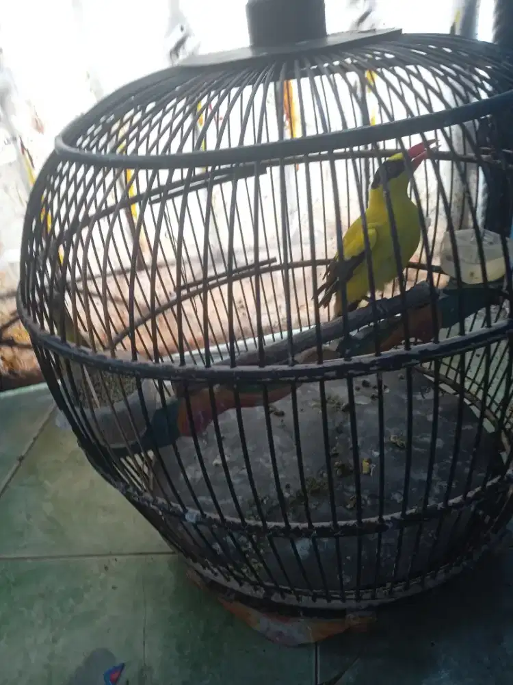 Burung kepodang besar