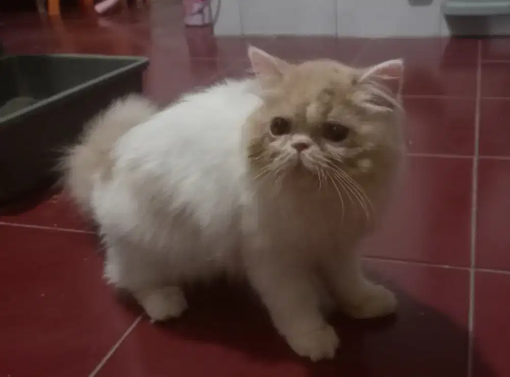 Open Adopt kitten persia peaknose
