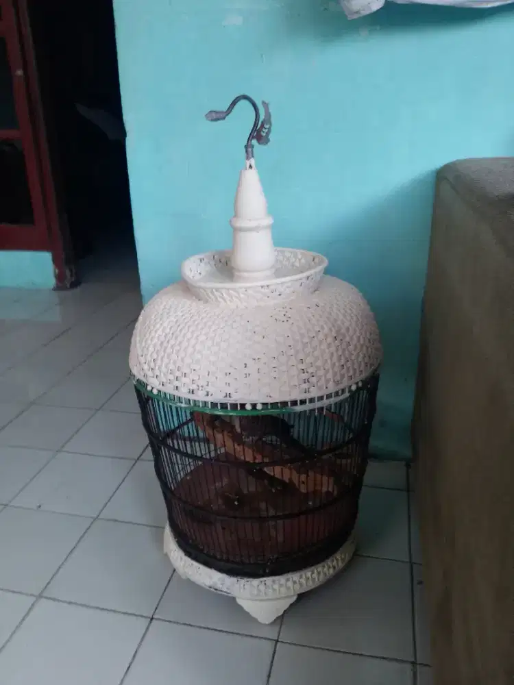 Dijual burung perkutut bangkok rajin bunyi