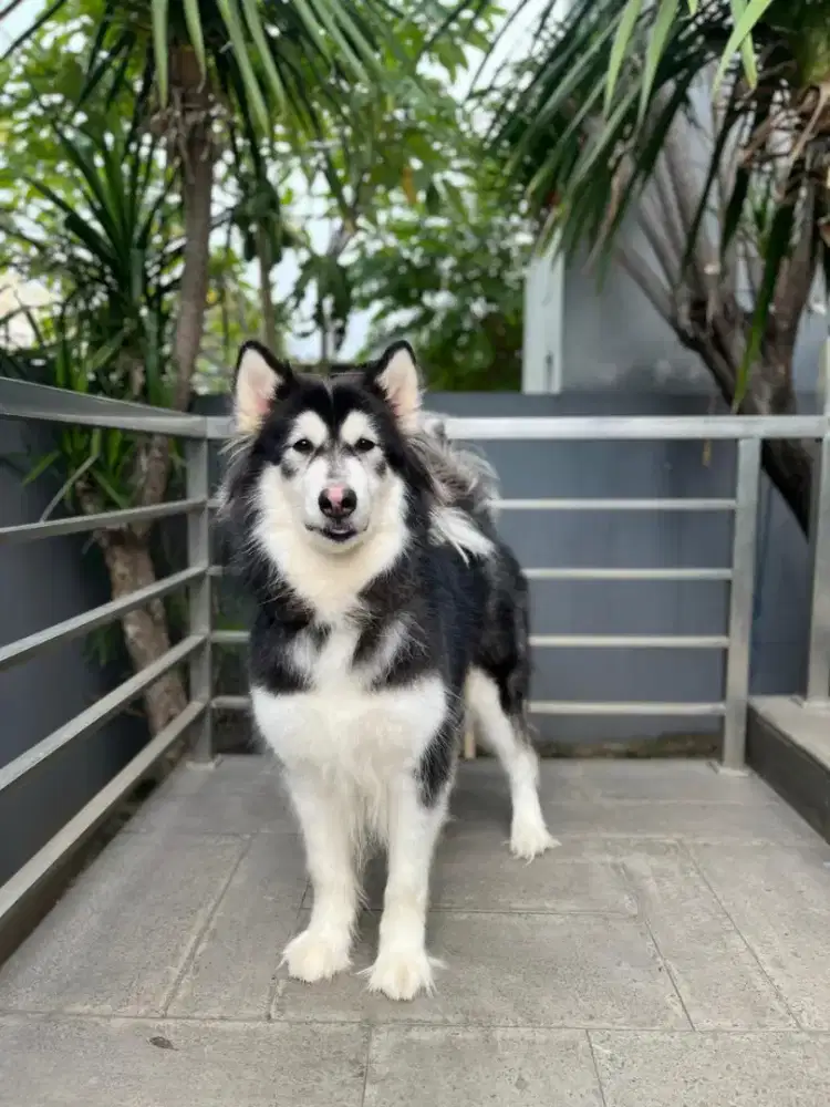 Anjing Ras Alaskan Malamute
