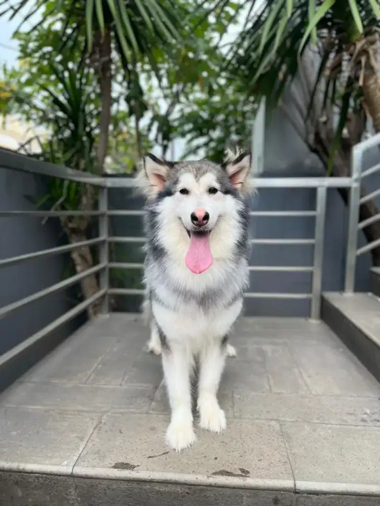 Anjing Alaskan Malamute Betina