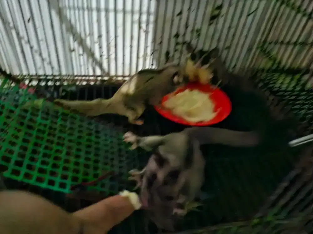 Suger Glider lucu