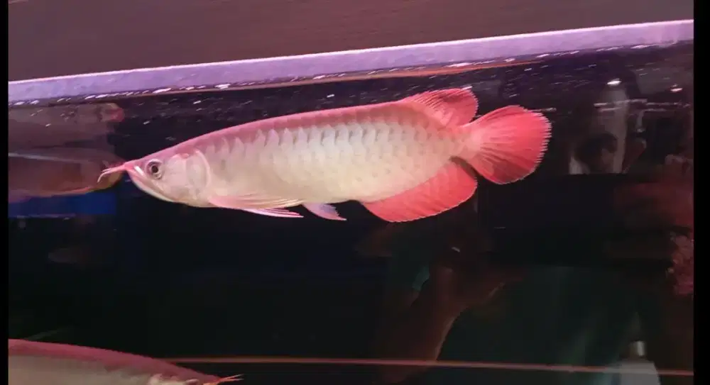 Arwana super red 23cm