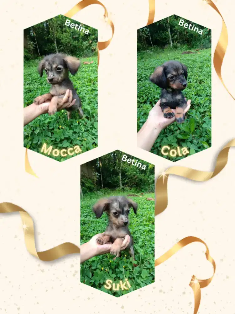 Anakan anjing TEKEL sosis dachshund MIX
