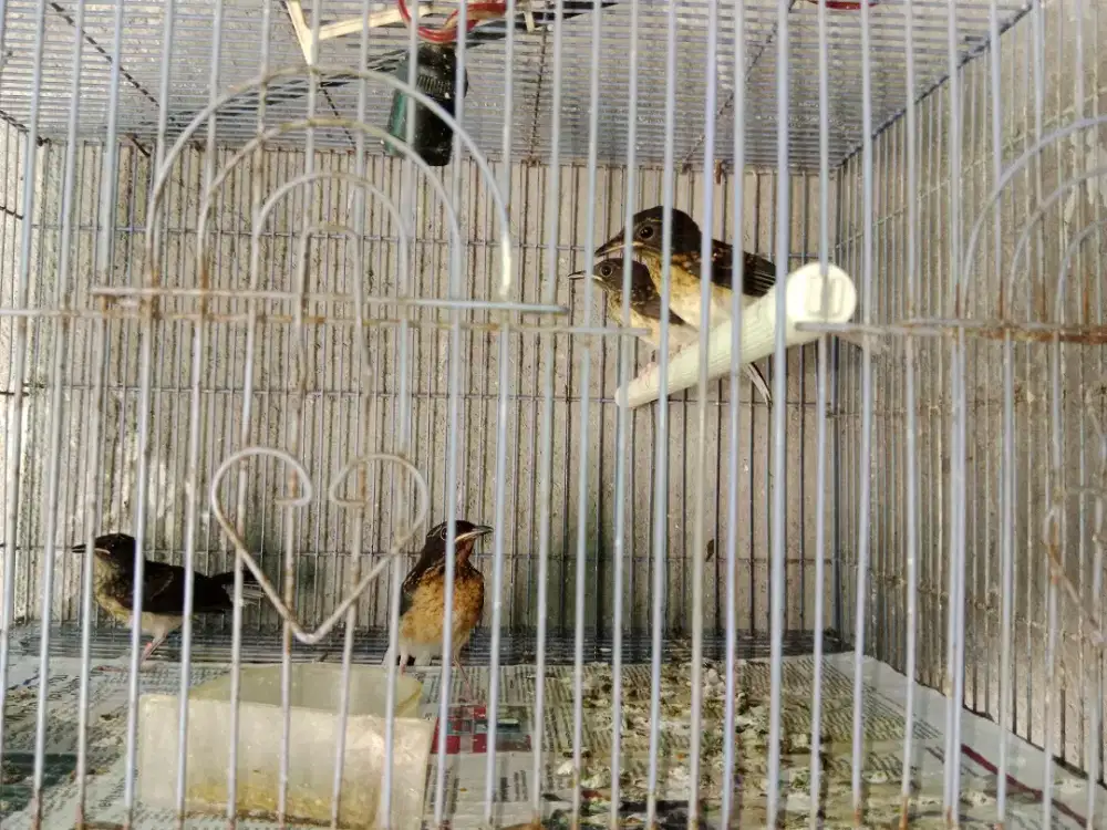 Trotolan ekor panjang