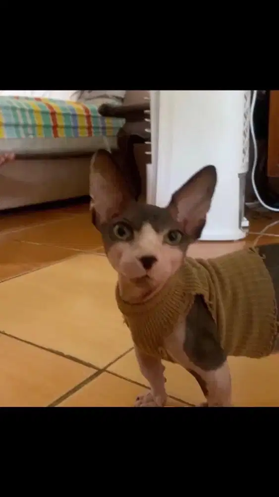 Jasa pacak kucing sphynx bambino