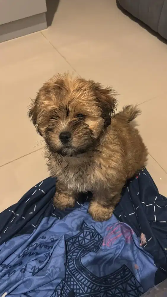 puppy pomapoo x shihtzu