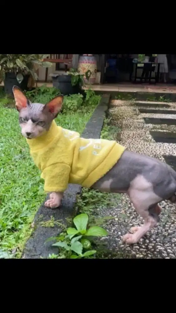Jasa pacak kucing sphynx bambino