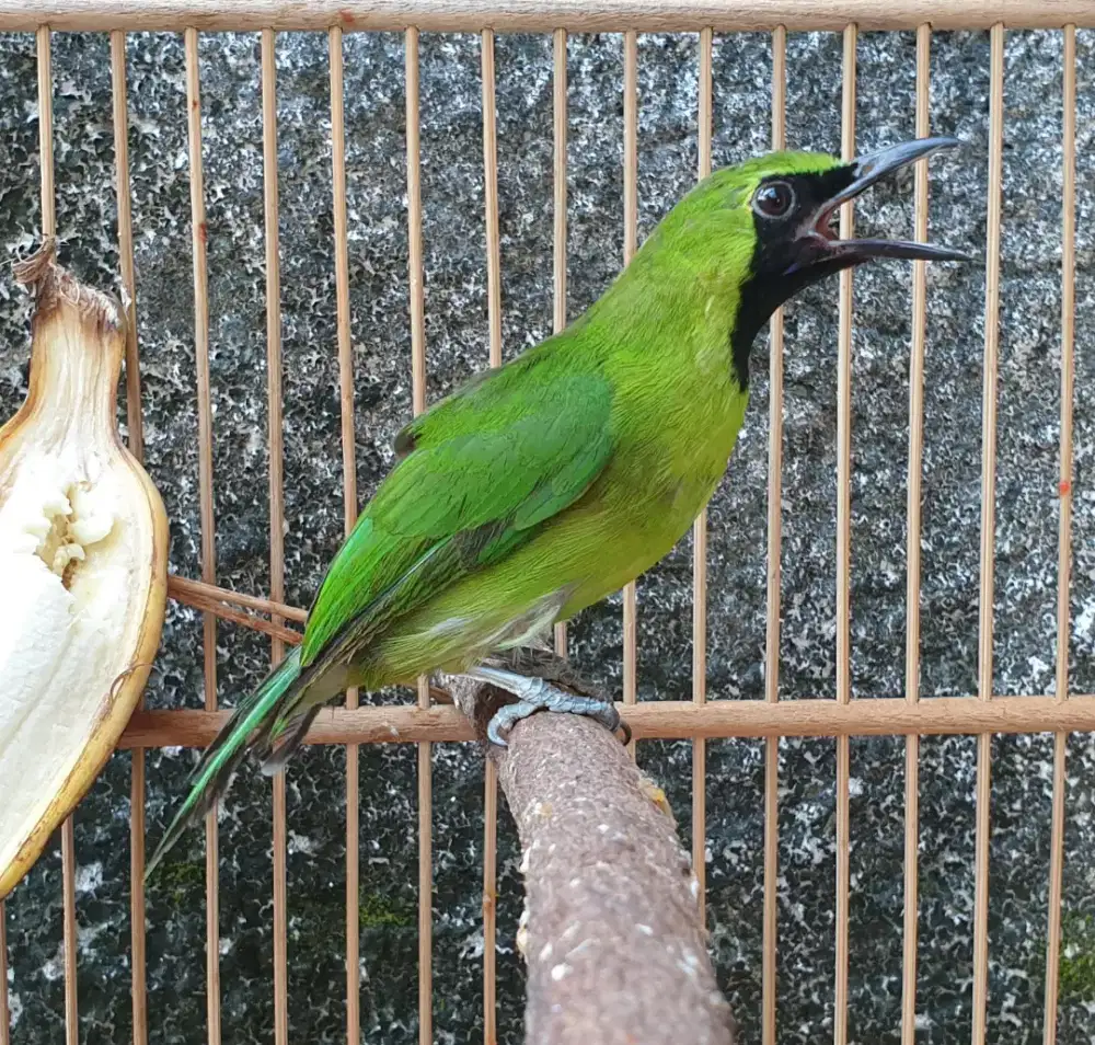 Jo bahan rawatan udah rajin