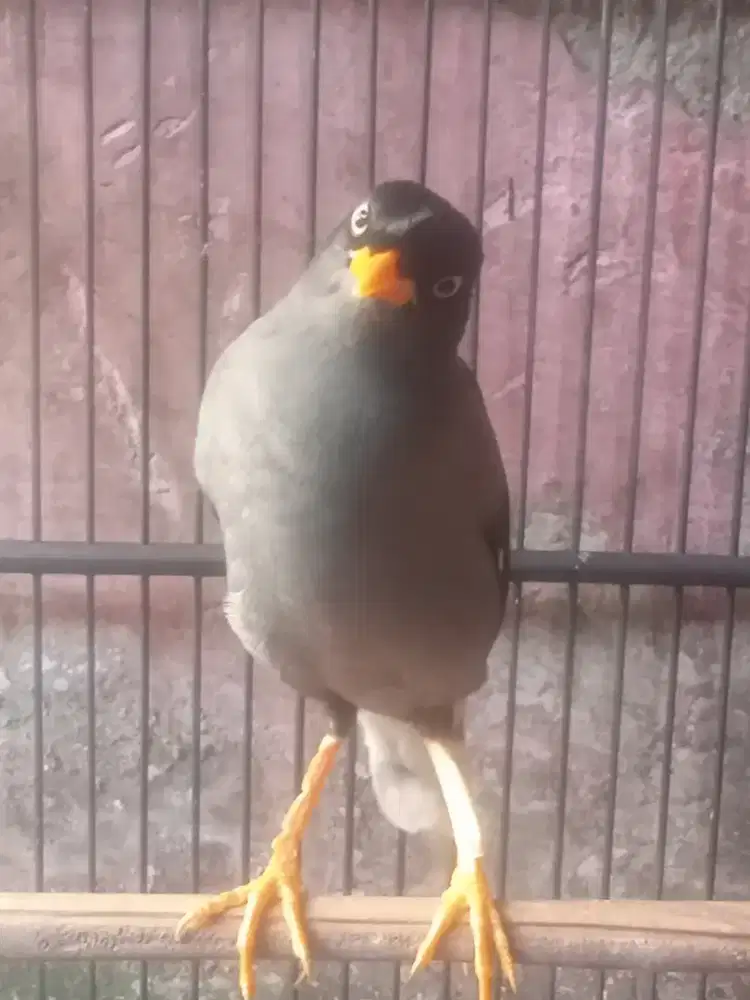 Jual burung jalak omas gacor