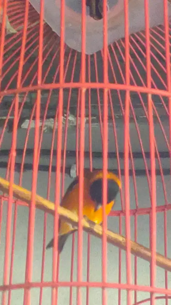 Red siskin sepasang