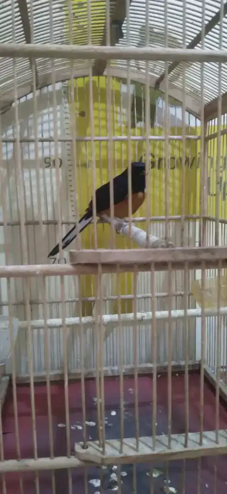 Murai Bordan ( Borneo Medan), Jantan gacoran dan murai betina Medan
