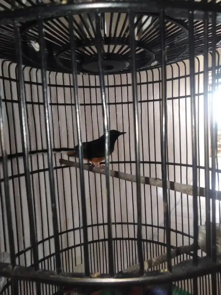 burung murai batu medan