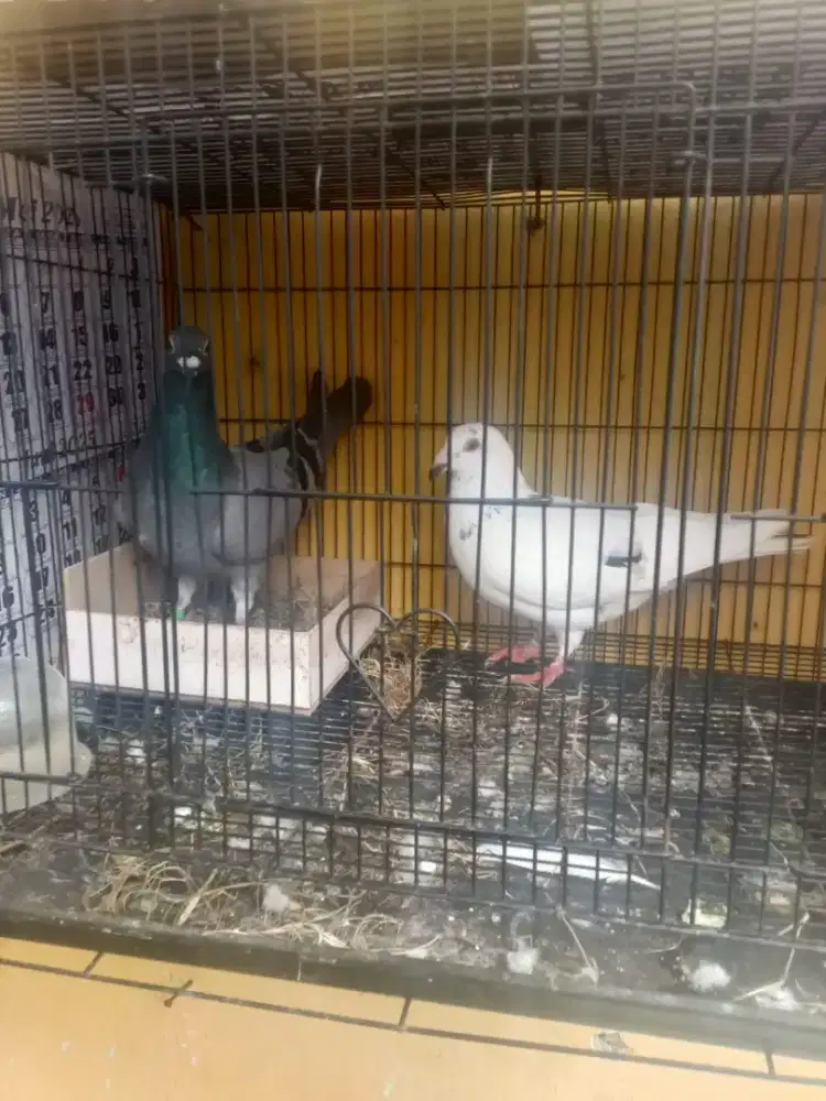 Burung Merpati Pos indukan sejodo