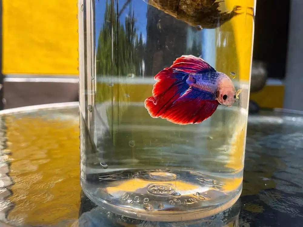 Ikan Cupang Halfmoon Warna Biru Merah Cerah