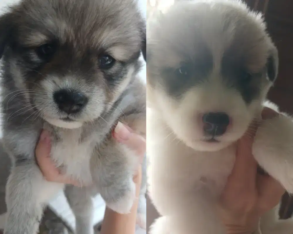 Anak Anjing Lucu