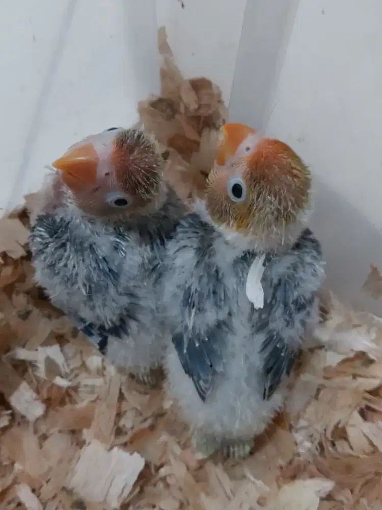 Burng lovebird lolohan