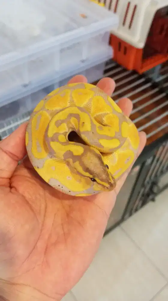 BP Banana Enchi Oren Istimewa