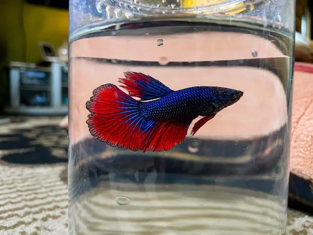 Cupang Plakat Biru Merah Metallic Super Cerah & Aktif