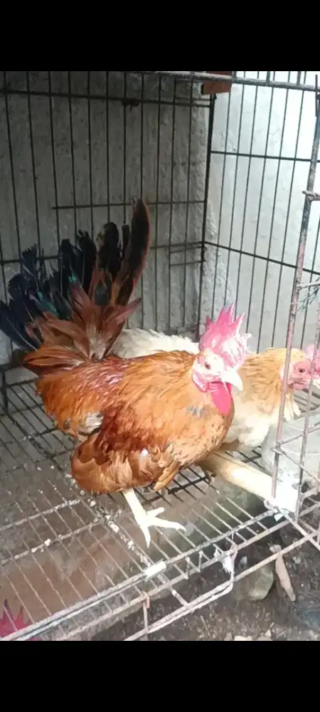 Ayam kate sepasang dewasa