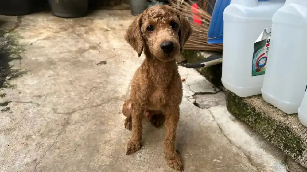 Open Adopt Anjing Toy Poodle Usia Remaja