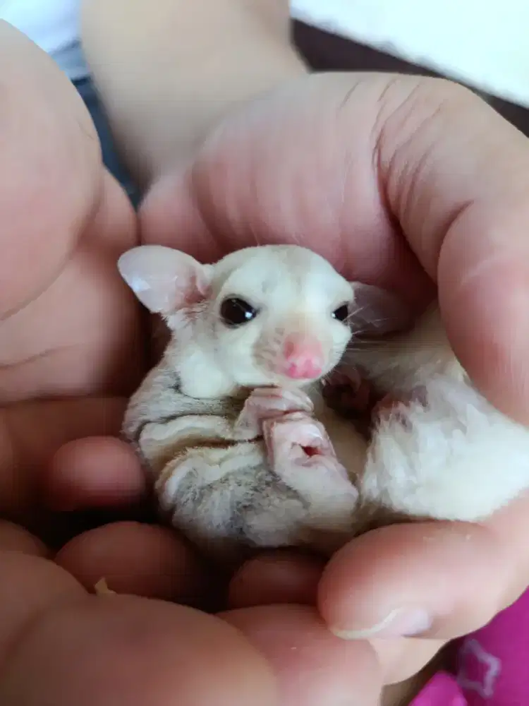 Sugar Glider Baby Cremino Jinak