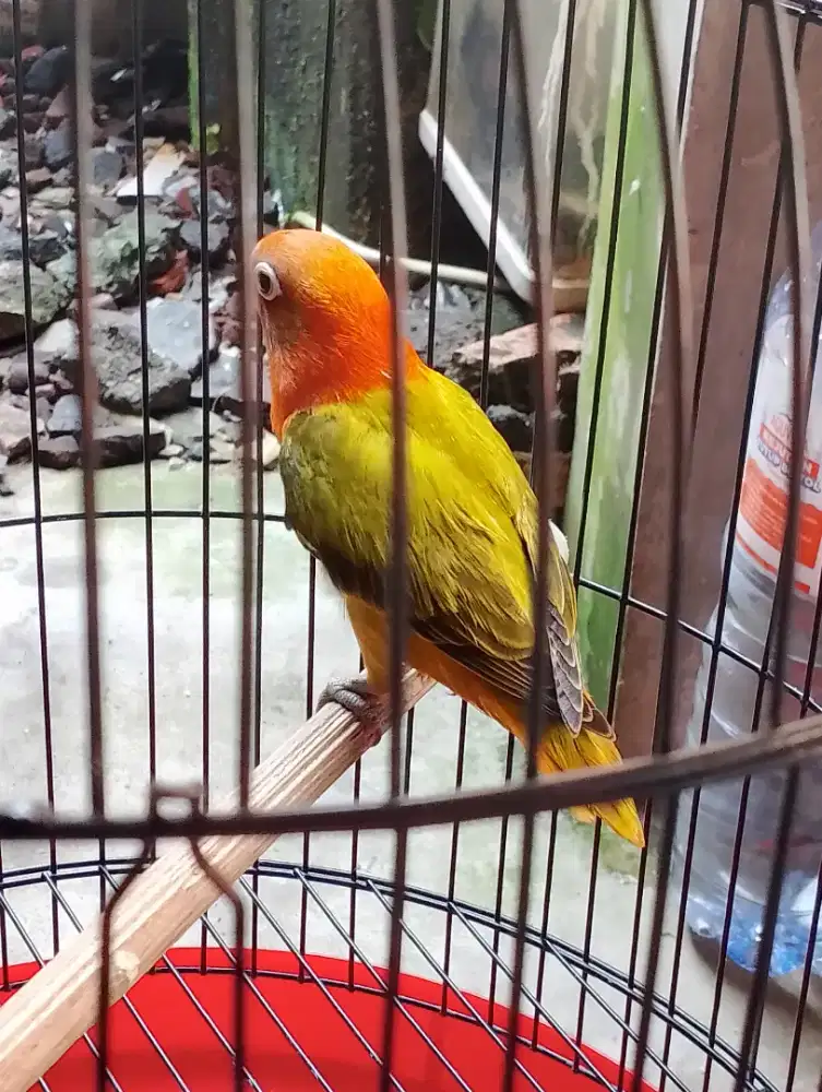 Burung biola fighter bonus ngekek