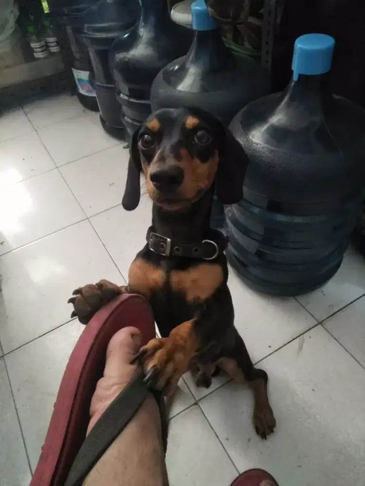 Anjing tekel usia 2 thn