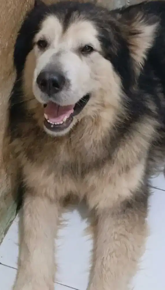 Alaskan malamute 2thn hitam putih dan giant malamute betina putih